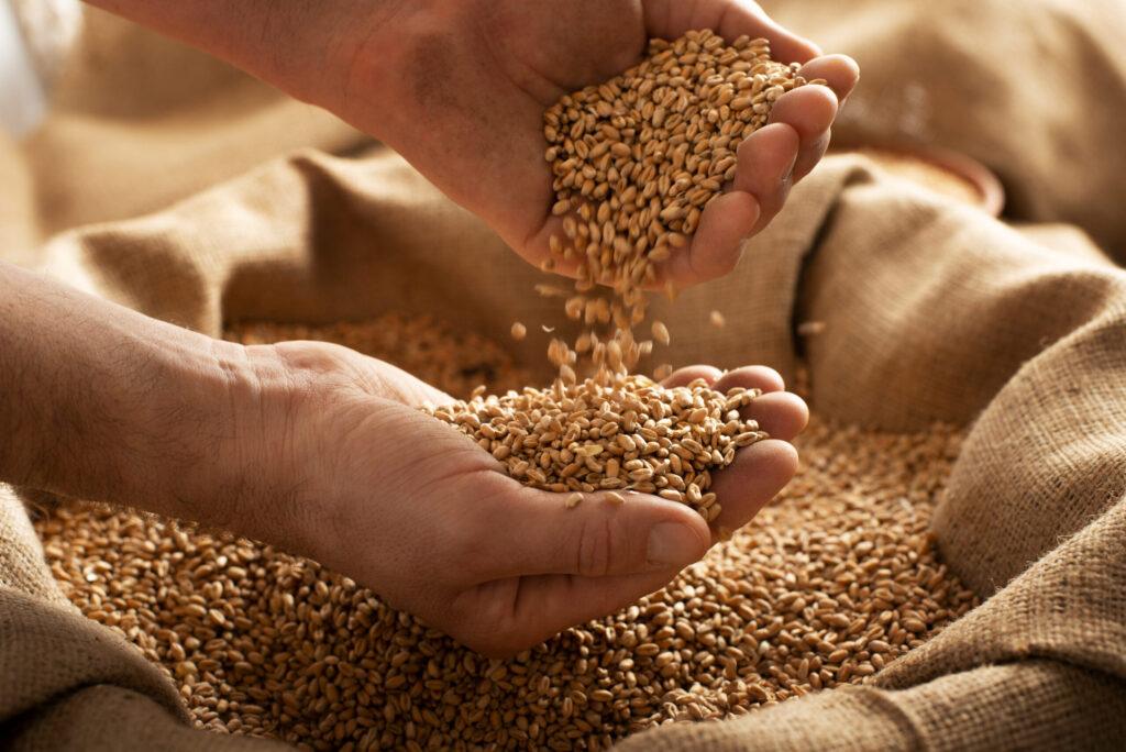 caucasian male showing wheat grains in his hands o 2023 11 27 05 19 19 utc scaled Clayton Industries – Advanced Steam Boiler Technology